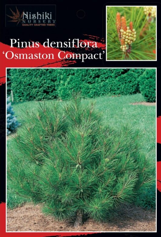 Promotional image featuring a Pinus 'Osmaston Compact' 8" Pot bush in the foreground, with an inset showing a close-up of its cones.