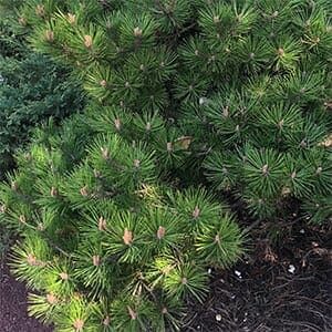 Close-up of a Pinus 'Osmaston Compact' 8" Pot shrub with dense, spiky green needles and budding brown cones, set against dark soil.