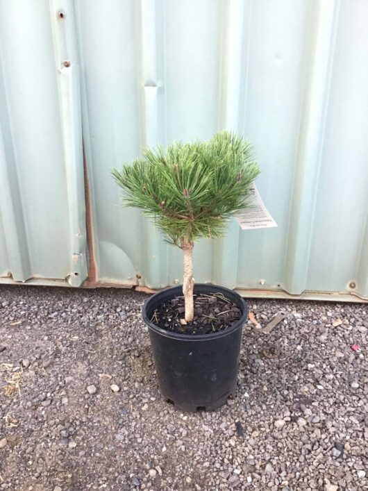 A small Pinus 'Osmaston Compact' 8" Pot against a corrugated metal fence on a gravel surface.