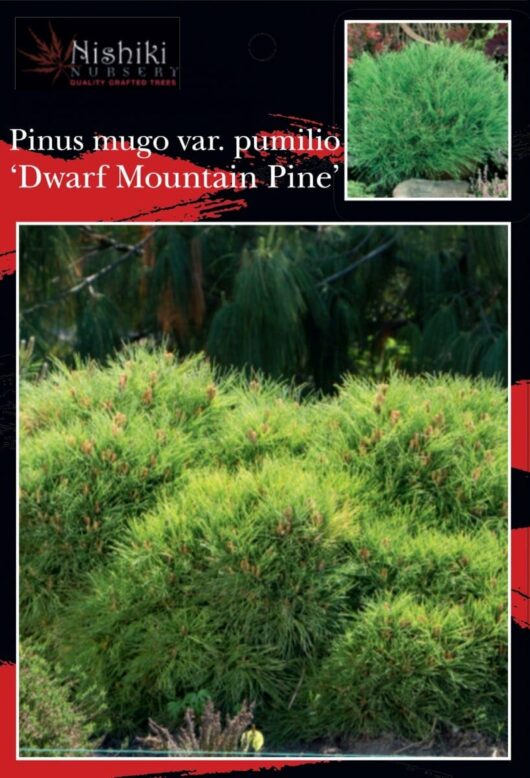 Promotional image of Pinus 'Mountain Pine' (Dwarf) 8" Pot, showing a healthy, bushy plant set against a red-bordered black background with a small upper image of the plant's detail.