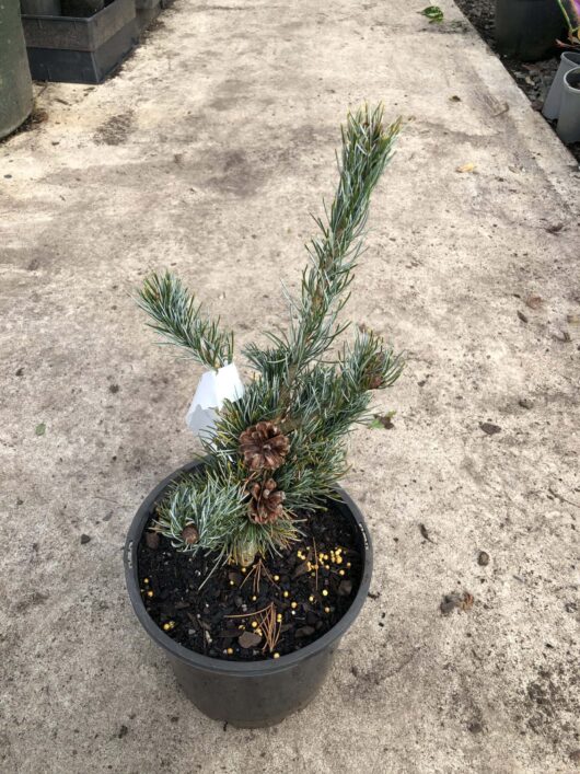 A small Pinus 'Fukai' Pine 8" Pot with a crooked trunk in a black pot, positioned on a concrete pathway.