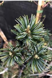 A close-up image of a Pinus 'Fukai' Pine 8" Pot tree branch, showing detailed green needles with dew droplets, set against a blurred background.