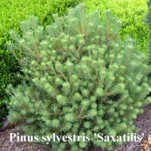 A dense Pinus 'Saxatilis' 12" Pot dwarf pine bush, placed in a garden with a thick green hedge in the background.