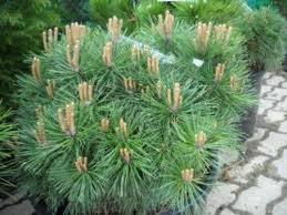 Young Pinus 'Saxatilis' Pine cones sprouting on lush green pine branches, beside a pathway with gray stone tiles.
