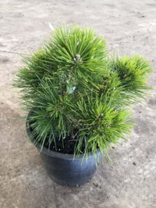 A vibrant green Pinus thunbergii 'Emery's Dwarf' pine tree with needle-like leaves in an 8" pot on a concrete floor.