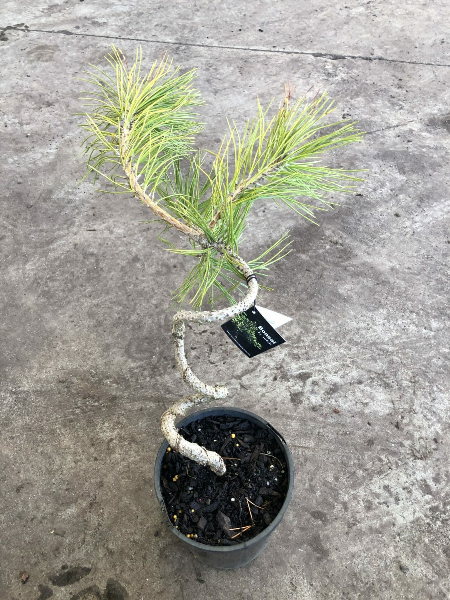 Pinus 'Japanese Black Pine' (Bonsai) 8'' Pot - Hello Hello ...