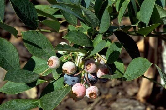Vaccinium 'Powder Blue' Blueberry 6" Pot blueberries at various ripening stages on a bush, surrounded by green leaves.