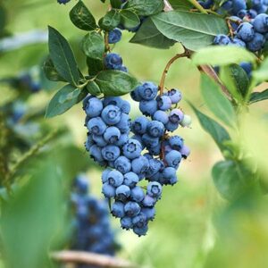 Clusters of ripe blueberries from the Vaccinium 'Powder Blue' Blueberry 6" Pot hanging from the branches, surrounded by green leaves.