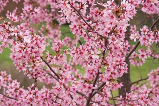 Close-up of numerous pink cherry blossoms on branches of the Prunus 'Okame flowering Cherry', with a blurred green background.