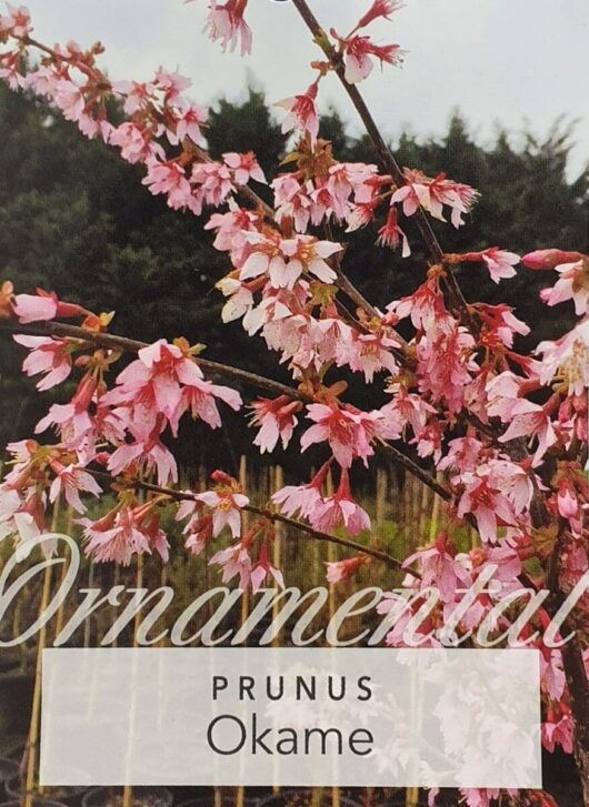 Image of pink cherry blossoms with the text "Prunus 'Okame Flowering Cherry'" displayed on top.