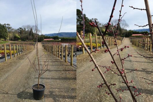 A split image showing a young Prunus x blireana 'Pink Plum Blossom' 12" Pot on a pathway left, and close-up of its budding pink plum blossoms on the right.