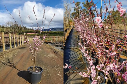Side-by-side comparison of a potted Prunus x blireana 'Pink Plum Blossom' 12" Pot, first without blossoms on a dirt path, and then covered in striking Pink Plum Blossoms on a nursery shelf.