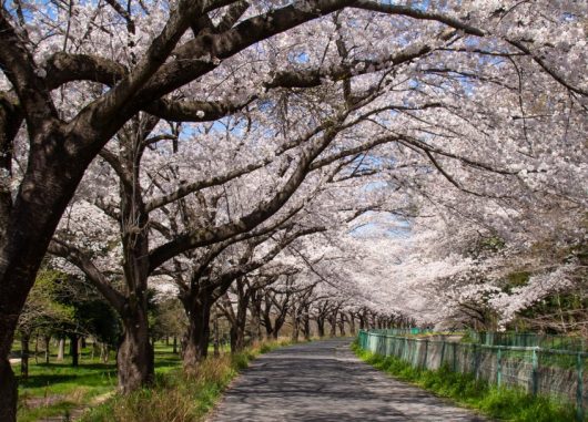 Prunus x yedoensis Yoshino Cherry Blossom Trees flowering white blooms in asia Japan in winter and Spring