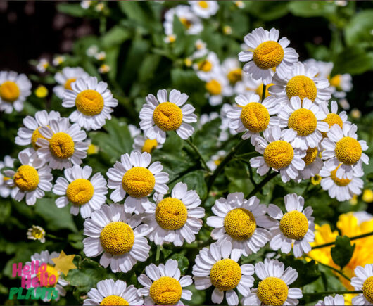 Pyrethrum