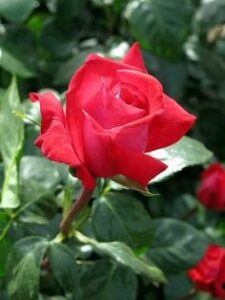 A vibrant Rose 'Red Devil' Bush Form in full bloom with glossy green leaves in the background.