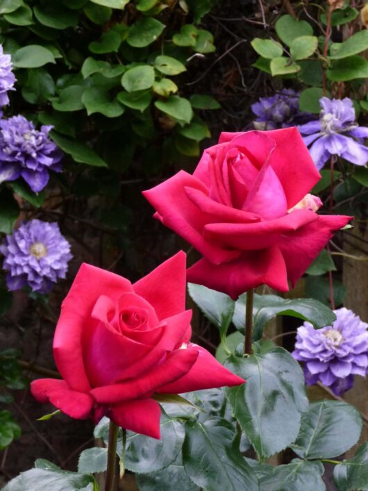 Two vibrant Rose 'Red Devil' Bush Form in the foreground with purple clematis flowers in the background, set against a backdrop of green foliage.