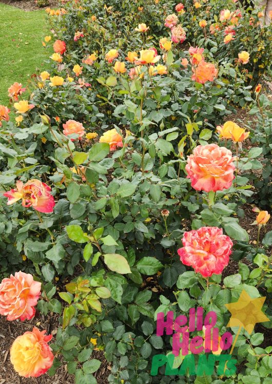 Rose 'Dame Elisabeth Murdoch'
