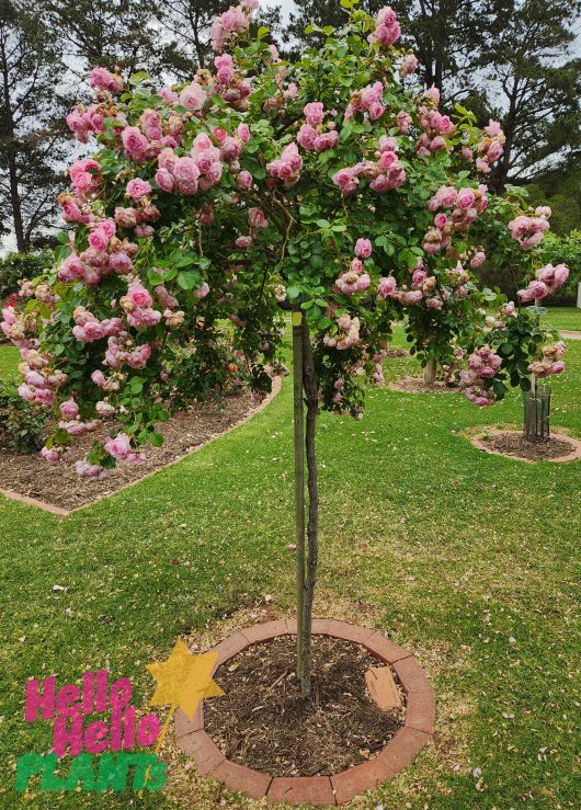 A Rose 'Jasmina®' flowering tree in a garden. Standard Weeping rose with masses of pink flowers