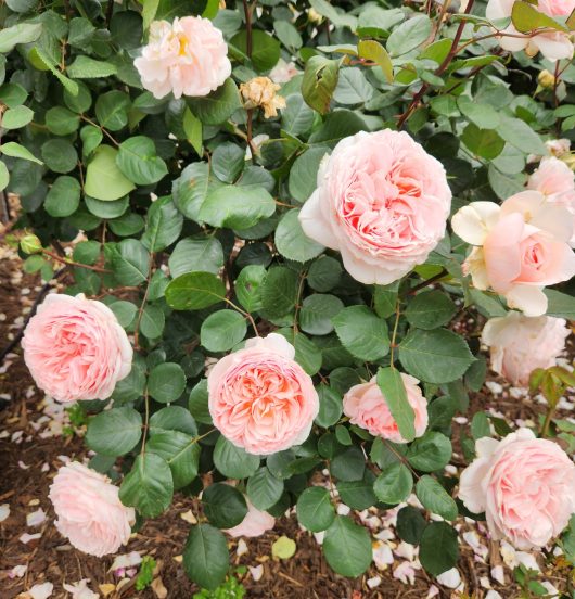 A bunch of pale pink Roses 'Fairytale Magic' in the garden.