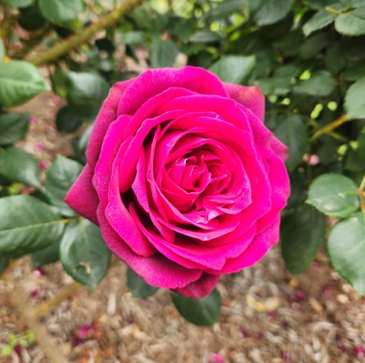 Rosa hybrid tea Dark Desire Rose purple