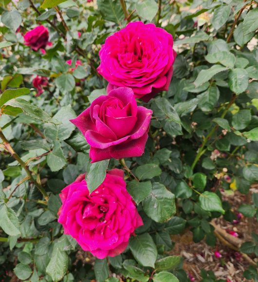dark desire rich purple magenta large roses flowering in rose garden on a bush with green glossy leaves rosa hybrid tea dark desire