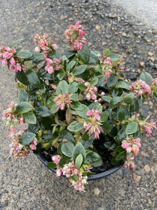 A potted plant with green leaves and clusters of small, pink buds on a wet, pebble-covered surface; the Vaccinium 'Sunshine Blue' Blueberry 8" Pot adds a lovely touch to any space.
