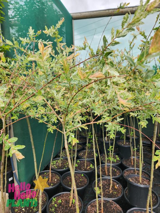 Salix Hakuro Nishiki Variegated Willow Dappled Willow Standard in a bunch with variegated green cream and pink foliage