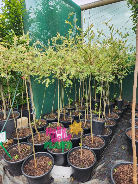 a group of Salix Hakuro Nishiki Variegated Willow Dappled Willow Standards with variegated cream pink and green foliage