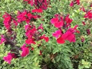 A cluster of bright pink and red Salvia flowers with lush green foliage in a garden setting, available as Salvia 'Margaret Arnold' 4" Pot.