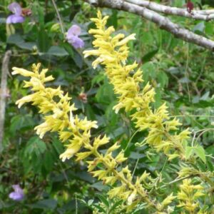 Salvia 'Golden Fountain' 4" Pot, a yellow-flowered plant with elongated flower clusters and green foliage, is set against a backdrop of purple Salvia and lush green shrubbery. Available in a convenient 4" pot, it's perfect for adding vibrant color to your garden.