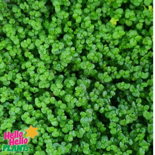 Soleirolia 'Baby's Tears' 6" Pot