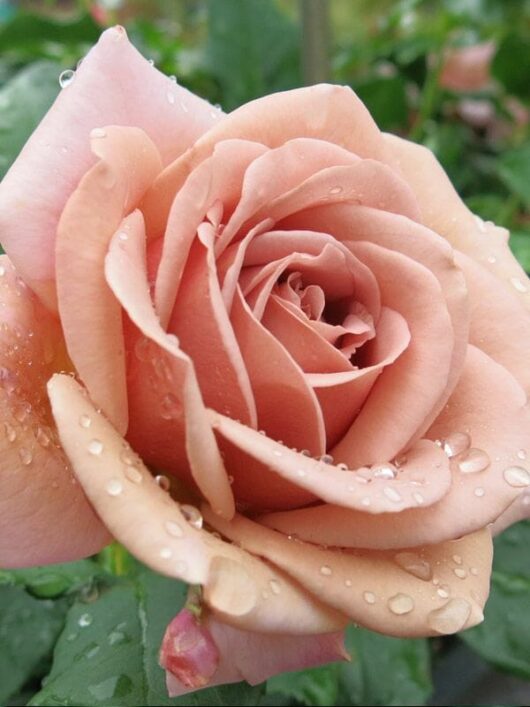 A close-up image of a peach-colored Rose 'Soul Sister' covered in dewdrops, surrounded by green leaves.