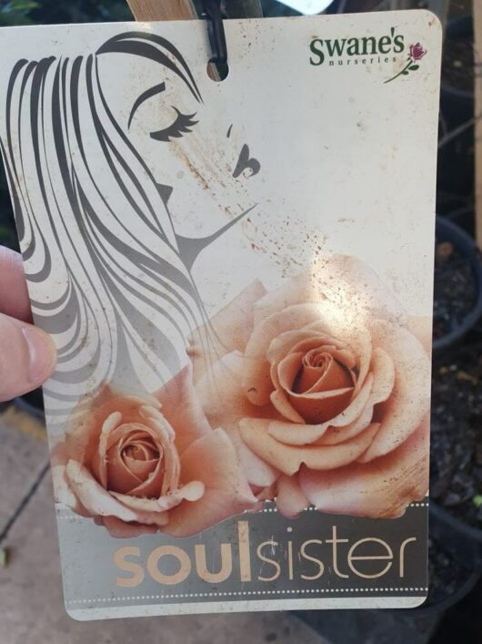 A hand holds a tag from Swane's Nurseries featuring a stylized woman's face and two peach roses, showcasing the text "Rose 'Soul Sister'.