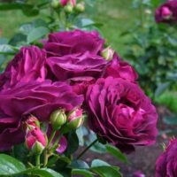 A cluster of deep purple Rose 'Twilight Zone' roses in full bloom, surrounded by green leaves and buds, in a garden setting.