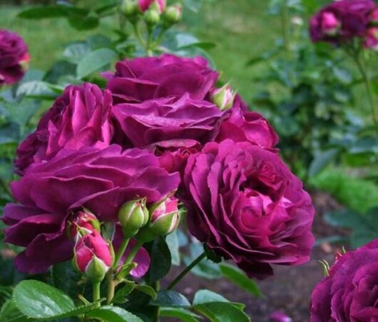A cluster of deep purple Rose 'Twilight Zone' roses in full bloom, surrounded by green leaves and buds, in a garden setting.