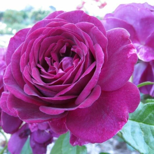 Close-up of a vibrant deep purple Rose 'Twilight Zone' with multiple layers of petals, set against a blurred background of green foliage.