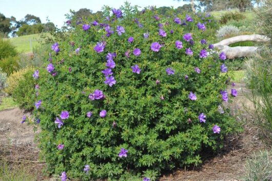 Sentence with replaced product name: Lush green shrub adorned with vibrant Alyogyne 'West Coast Gem' flowers, set against a backdrop of a grassy field and trees.