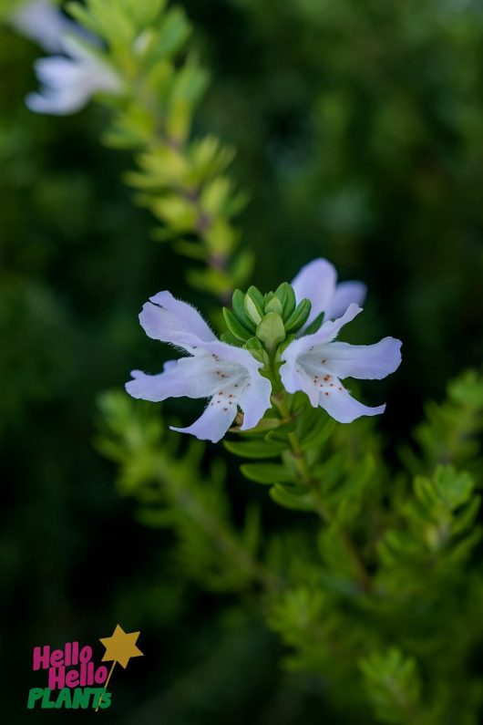 A close-up of a Westringia glabra 'Violet Westringia' flower shows its light purple petals and green foliage, with the "Hello Hello Plants" logo visible in the lower left corner.