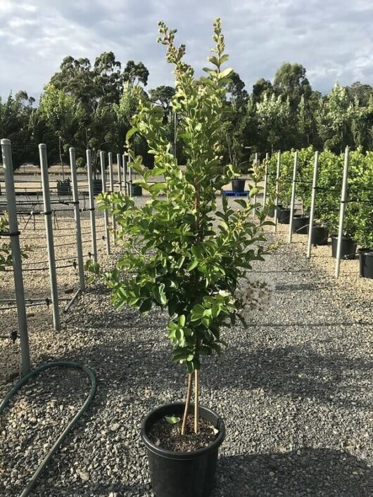 Lagerstroemia 'Albury White' Crepe Myrtle 16" Pot