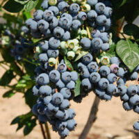 A cluster of ripe Vaccinium 'Brigitta' Blueberry 6" Pot blueberries on a bush, showing both blue fruit and green leaves in sunlight.