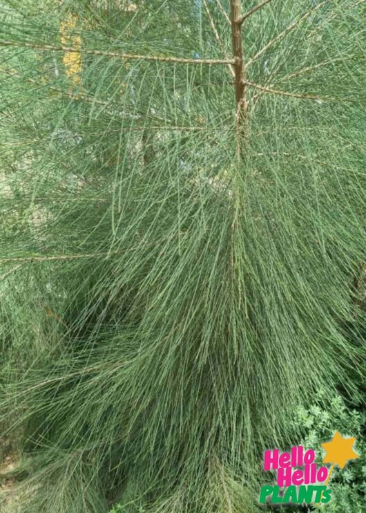 casuarina cunninghamiana river she oak