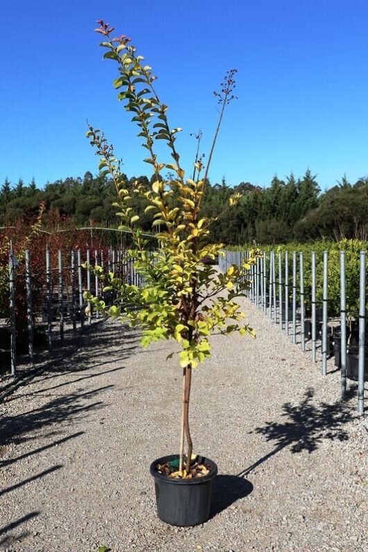 Lagerstroemia 'Albury White' Crepe Myrtle tree with green and yellow leaves in a black pot, displayed in a nursery with rows of plants under a clear blue sky.