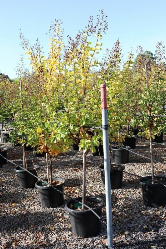 Young Lagerstroemia 'Albury White' Crepe Myrtle trees in black 16" pots lined up in an outdoor nursery, each supported by a stake, under clear skies.