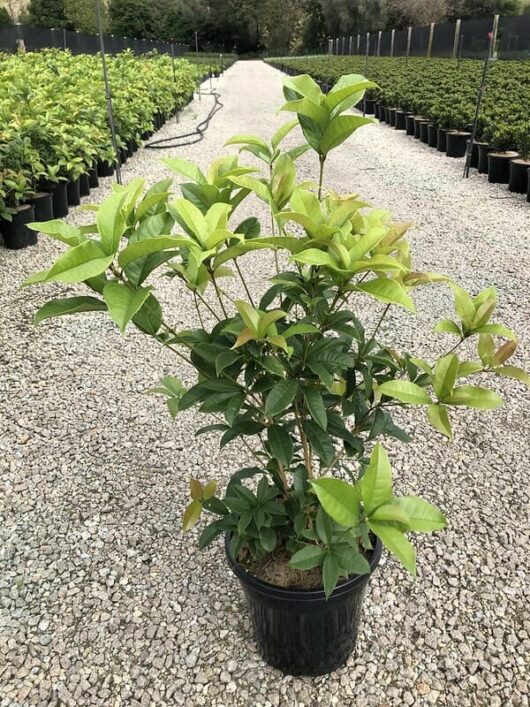 Osmanthus fragrans 'Sweet Osmanthus' 10" Pot