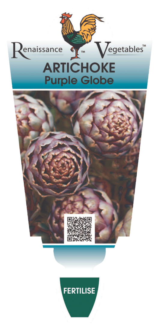 Artichoke 'Purple'
