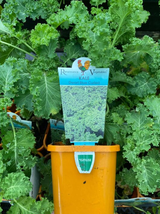 Kale 'Blue' 4" Pot