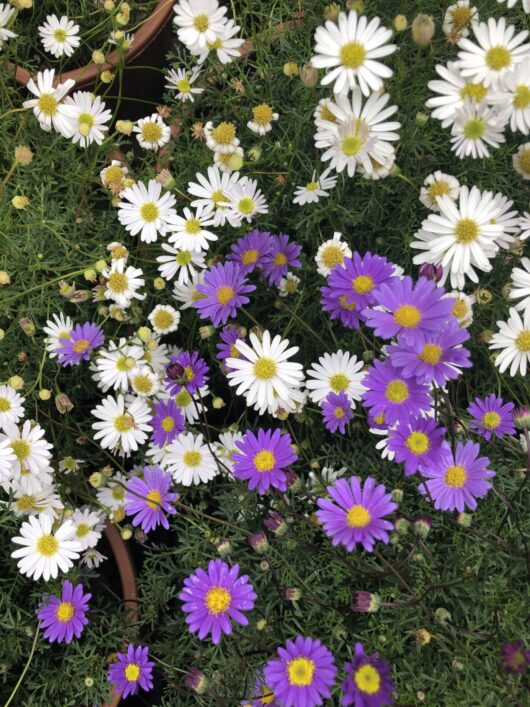 Brachyscome 'Cut-Leaf Daisy Purple' 3" Pot