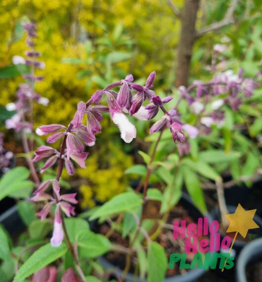 Salvia 'Waverly' Sage