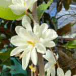 Hello Hello Plants Nursery Campbellfield Melbourne Victoria Australia Magnolia 'Inspiration' flower