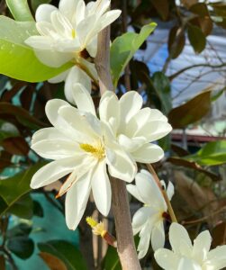 Hello Hello Plants Nursery Campbellfield Melbourne Victoria Australia Magnolia 'Inspiration' flower